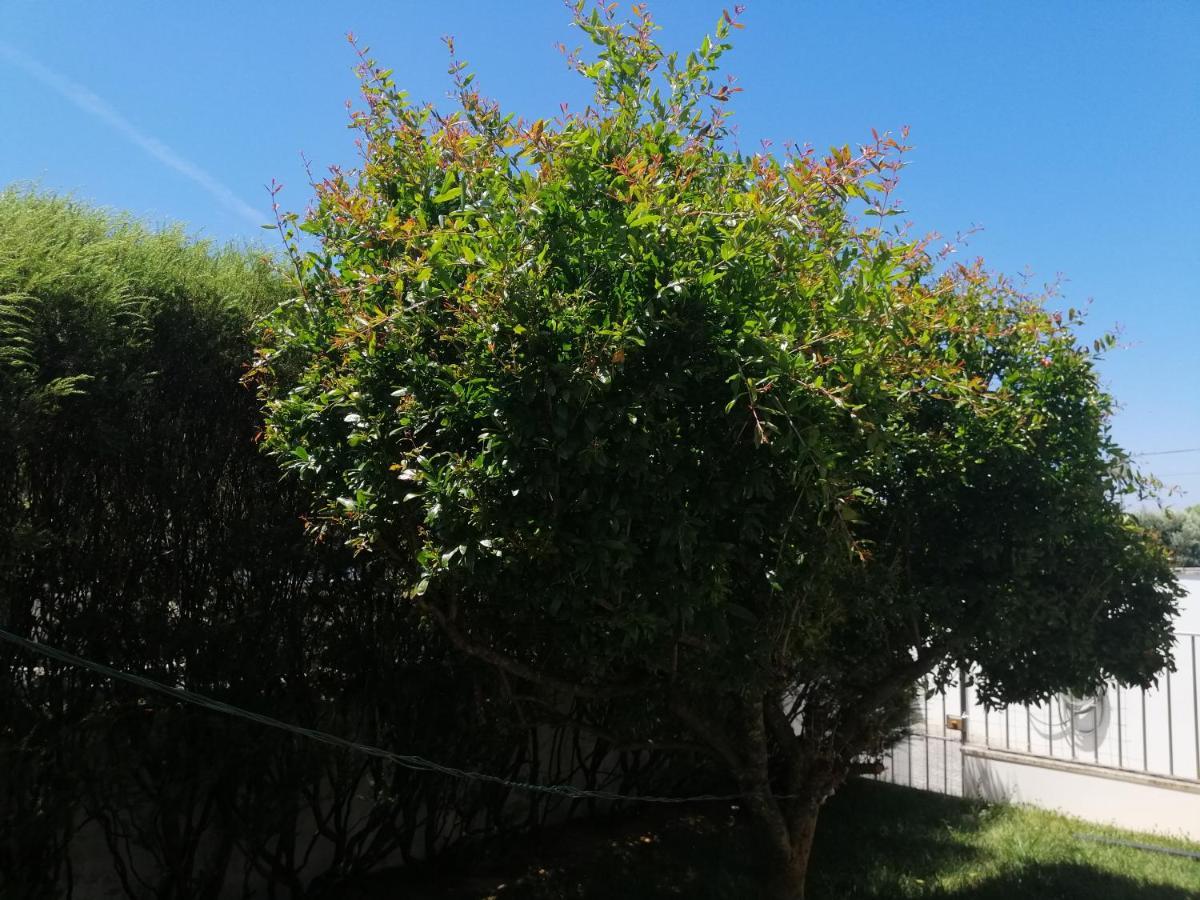 Royalheronhouse Viana do Castelo Ngoại thất bức ảnh